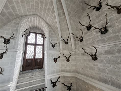 Mounted Antlers Free Stock Photo Public Domain Pictures
