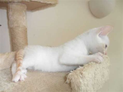 Siamese cats for sale ireland. Female Siamese Kitten FOR SALE ADOPTION from Canberra ...