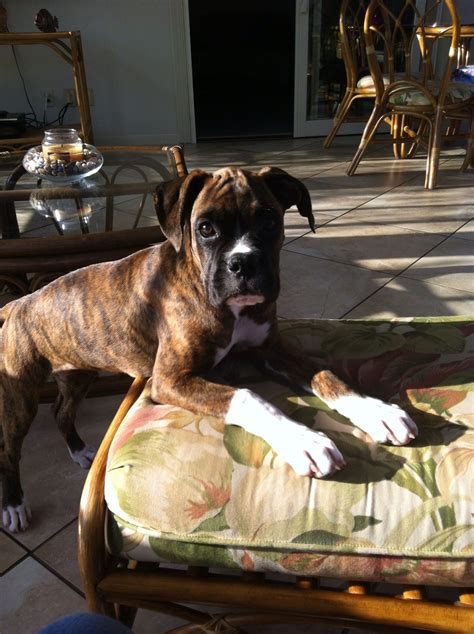 3 Month Old Brindle Boxer Brindle Boxer Boxer Dogs Crazy Dog Lady