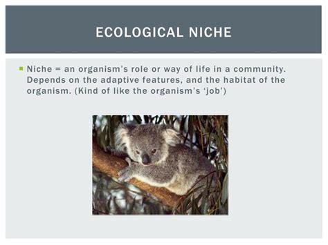 Ppt Ecological Niche Powerpoint Presentation Free Download Id2163905