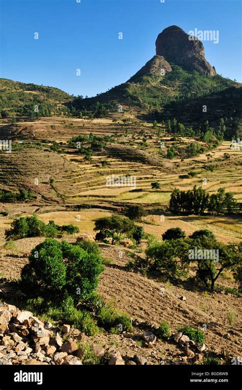Terraced Fields In The Adua Adwa Mountains In Tigray Ethiopia Africa