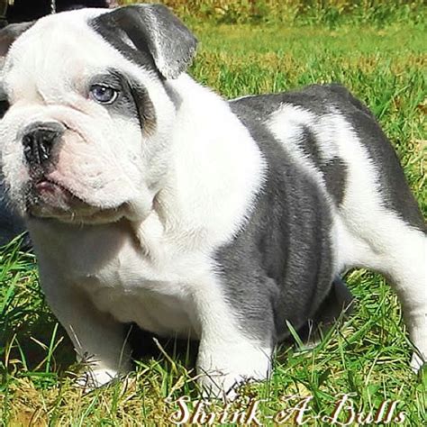 There are 25504 english bulldog for sale on etsy, and they cost $18.52 on average. Mini bulldog | English bulldog puppies, Bulldog puppies ...
