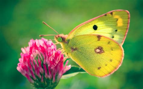 50 Beautiful Butterfly Wallpapers For Desktop On Wallpapersafari