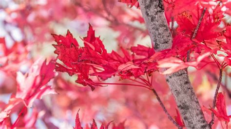 Closeup View Of Red Autumn Leaves In Blur Background Hd Nature