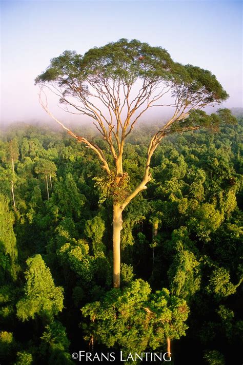 Frans Lanting Sabah Borneo Tall Tree Rising Above Rainforest Canopy