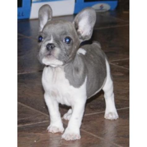 They almost cover the dog's whole body and provide them with better support. BestFrenchBulldogPuppies, French Bulldog Breeder in Knoxville, Tennessee