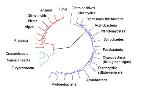 Classification Of Microorganisms Boundless Microbiology