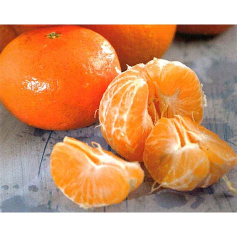 Mandarin Orange Dwarf Fruit Tree Seeds Shopee Philippines
