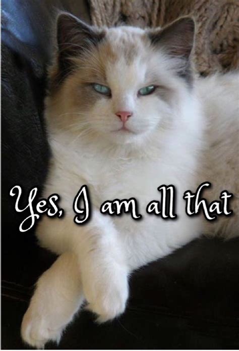 Pin By Marlana Fury On Memes ~ You Cant Touch This Cats Pretty
