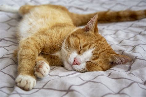 Zašto Mačke Toliko Puno Spavaju