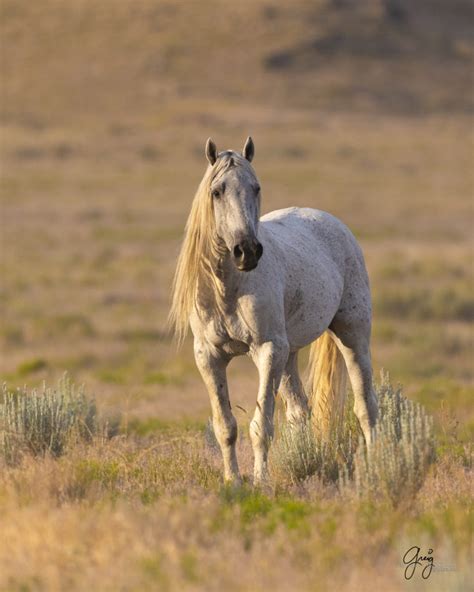 Photographs Of Onaqui Wild Horses In Utah Photography Of Wild Horses