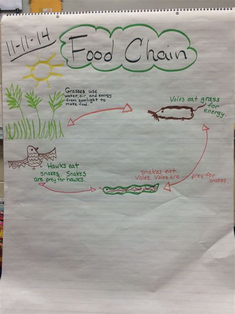 Food Chain Anchor Chart Science Inquiry Pinterest