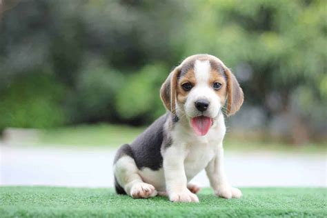Beagle: Ruled by scent, these dogs will ignore food, training to sniff
