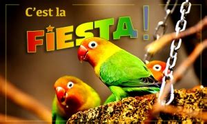 Maybe you would like to learn more about one of these? La fiesta pour son anniversaire