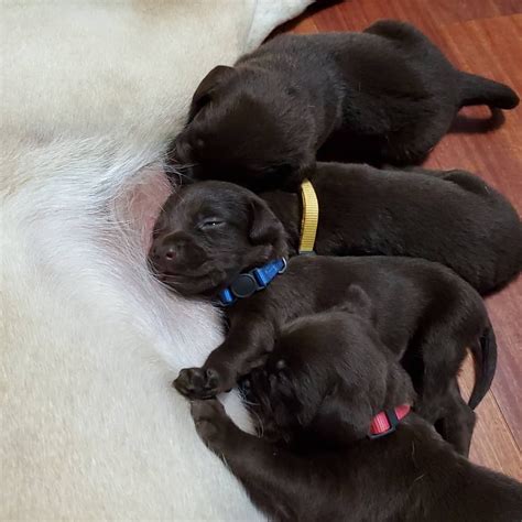 Find labrador retriever puppies in canada | visit kijiji classifieds to buy, sell, or trade almost anything! Labrador Retriever Puppies For Sale | Egg Harbor Township ...