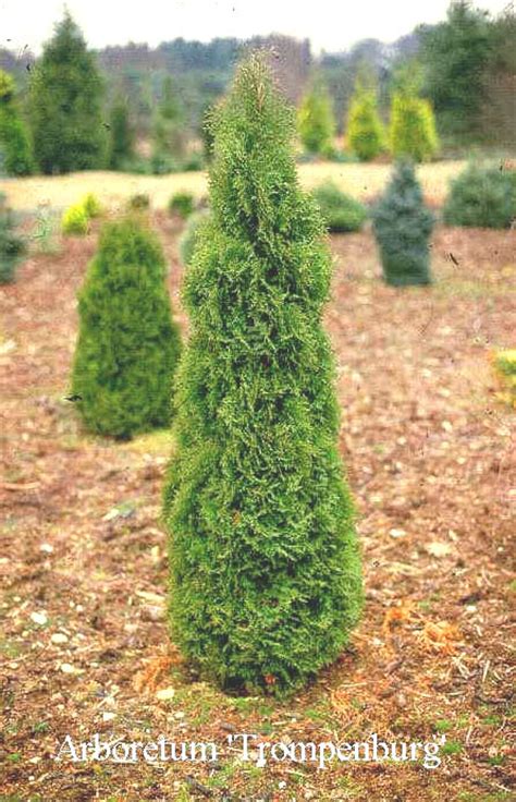Pictures And Description Of Thuja Occidentalis Holmstrup Esveldnl