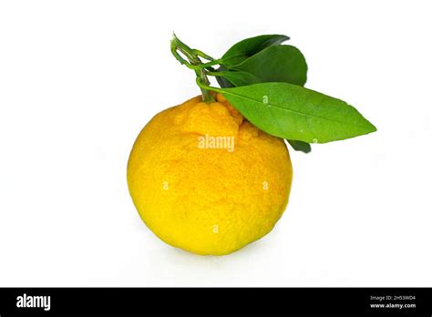 Organic Mandarin A Single Mandarin Or Tangerine With Green Leaf