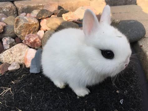 Cute Dwarf Hotot Bunnies Up For Adoption Orland Park Bunnies For Sale