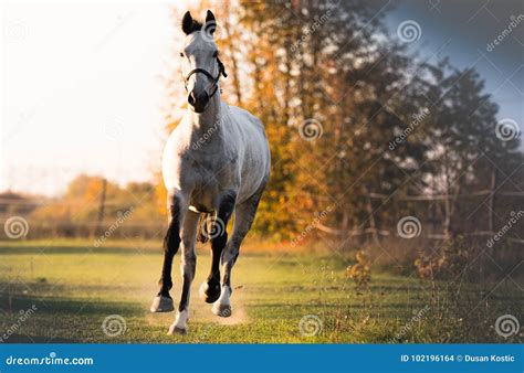 Beautiful Arabian Horse Run Gallop In Flower Field Stock Photo Image