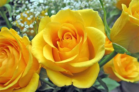 Gambar Bunga Mawar Berbagai Warna Kumpulan Gambar Bunga