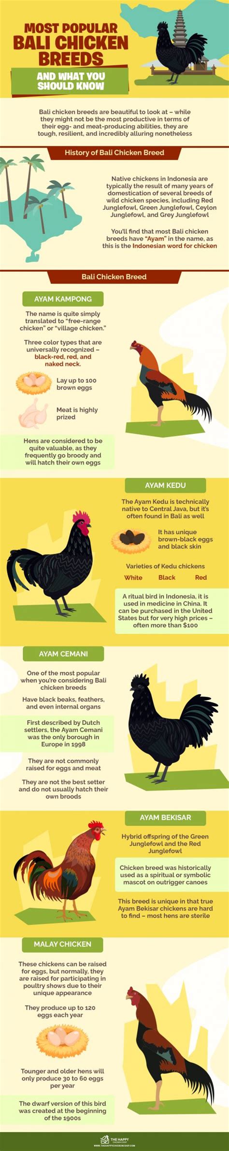 4 Most Popular Bali Chicken Breeds And What You Should Know