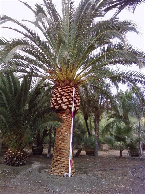 Pin On Palmtrees Buy Big Date Palms And Photos Of Date Palms
