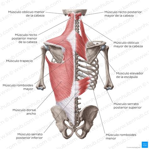 Músculos del hombro Anatomía y funciones Kenhub