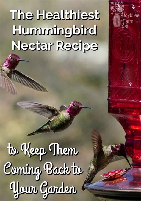 The Healthiest Hummingbird Nectar Recipe Hummingbird Nectar