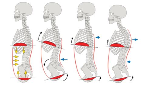 Are Your Ribs And Hips Connected Ormskirk Pilates