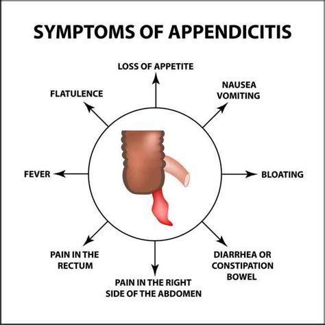 Weight Of Appendix What Things Weigh