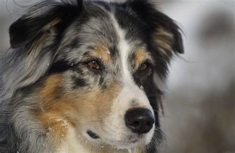Do Australian Shepherds Get Along With Other Dogs