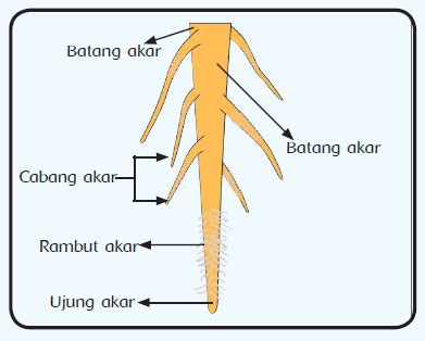 Bagian Bagian Akar Tunggang Berdasarkan Morfologi Dan Vrogue Co