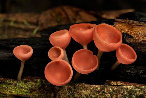 Orange Cup Fungi Mushroom Pictures