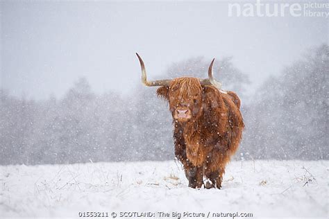 Nature Picture Library Highland Cow In Snow Glenfeshie Cairngorms