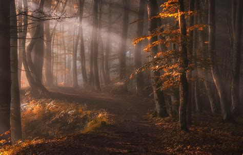 Nature Landscape Sun Rays Forest Path Leaves Trees Fall Mist