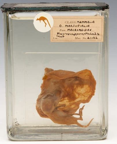 Specimen Of The Week 195 The Kangaroo Joey Preserved On A Teat Ucl