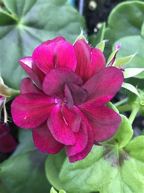 Pelargonium Peltatum Contessa Purple Black Magic Emerisa Gardens