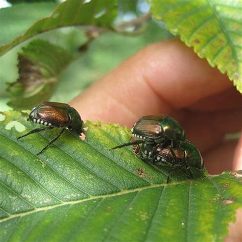 Japanese Beetles Finegardening