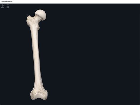 Bones Femur Anatomy And Physiology