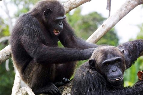 Chimps Learn Handshakes According To Social Group Study