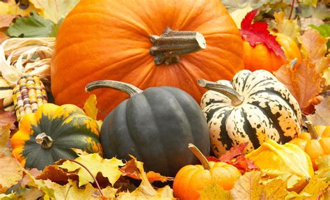 Fall Scene With Pumpkins Wallpapers Top Free Fall Scene With Pumpkins