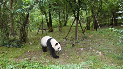 Cute Baby Pandas At Chengdu Research Base Of Giant Panda Breeding