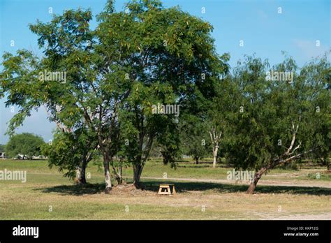 Tepeguaje And Honey Mesquite Trees At A Birdwatching Grove In Weslaco