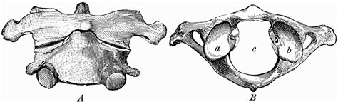 Ne possède pas de corps vertébral contrairement aux autres vertèbres axis The First and Second Cervical Vertebrae | ClipArt ETC