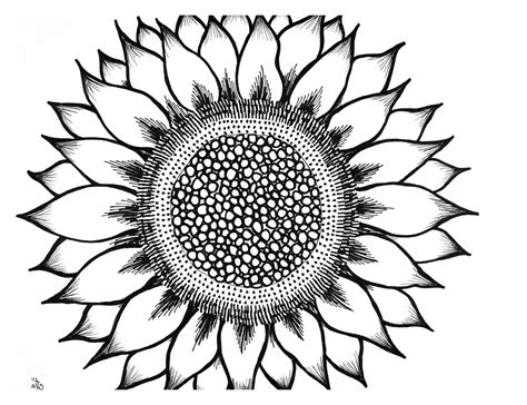 Sunflower Drawing Black And White Free Download On Clipartmag