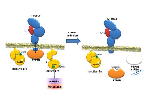 Cancers Free Full Text Protein Tyrosine Phosphatase 1b Inhibition