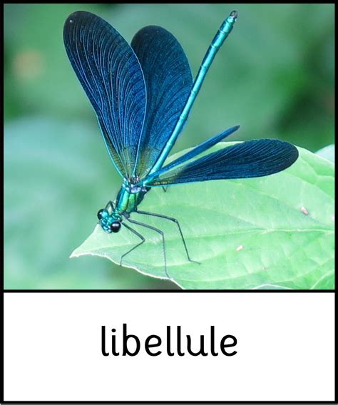 Cartes Nomenclature Montessori Insectes De Lété