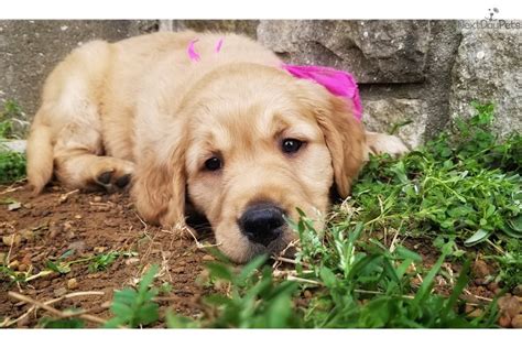 Lots of fresh air and golden doggy love! Daisy: Golden Retriever puppy for sale near Tulsa ...