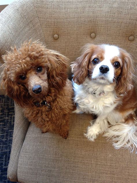 Leo The Red Miniature Poodle And Izzy The Cavalier King Charles Spaniel
