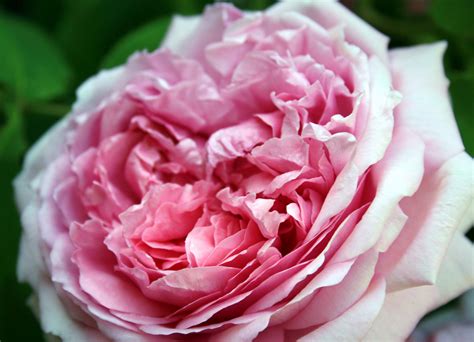 Gorgeous Antique Rose